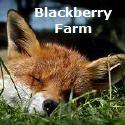 blackberry
