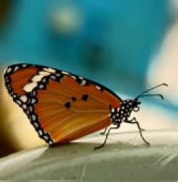 Earnley Butterflies and Gardens - Earnley