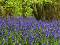 Worcester Woods Country Park - Worcester