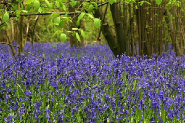 Worcester Woods Country Park - Worcester