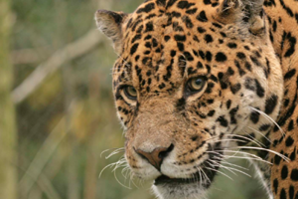 Amazona Zoo, attraction in Cromer