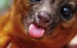 arkwildlifepark.jpg