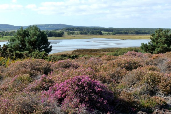 RSPB Arne - Wareham