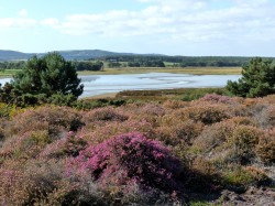 RSPB Arne - Wareham