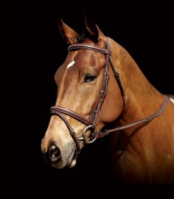 horse riding in Ayrshire horse riding in Ayrshire