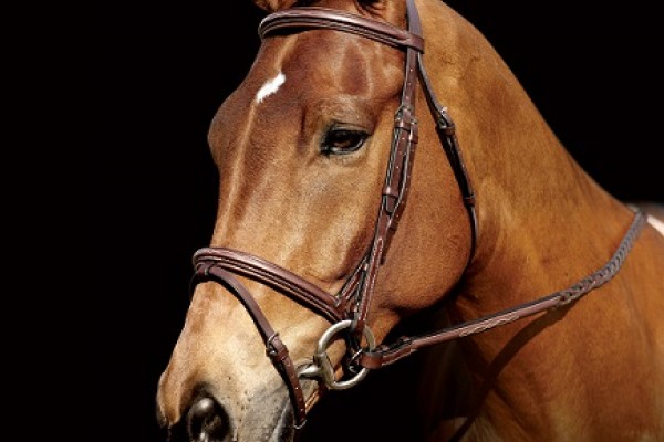 horse riding in Ayrshire