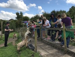 Bath City Farm