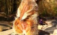 becky-falls-animals.jpg