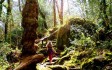 becky-falls-woodland.jpg
