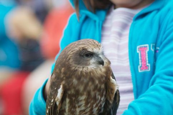 Birds of Prey Activity Farm, Bedfordshire