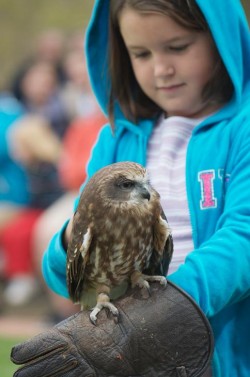 Birds of Prey Activity Farm, Bedfordshire