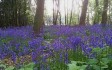 bluebell-wood.jpg