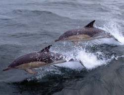2 Dolphins swimming alongside on boat trip
