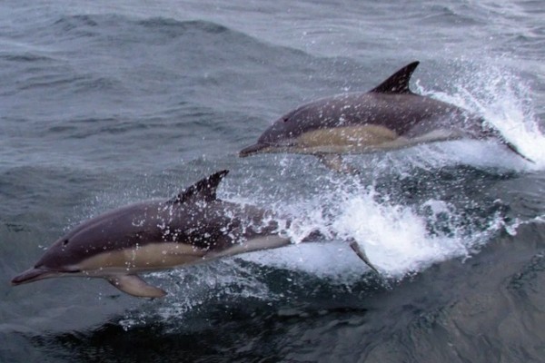 2 Dolphins swimming alongside on boat trip