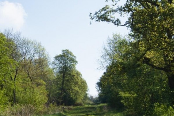 A lovely view of Brampton Woods on a summer day