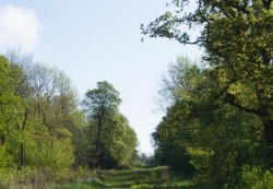 A lovely view of Brampton Woods on a summer day