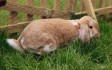 bunnies_activity.jpg