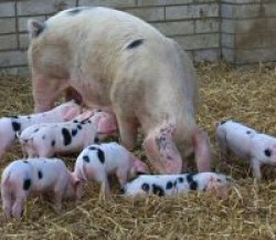 Church Farm Rare Breeds