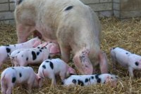 Church Farm Rare Breeds