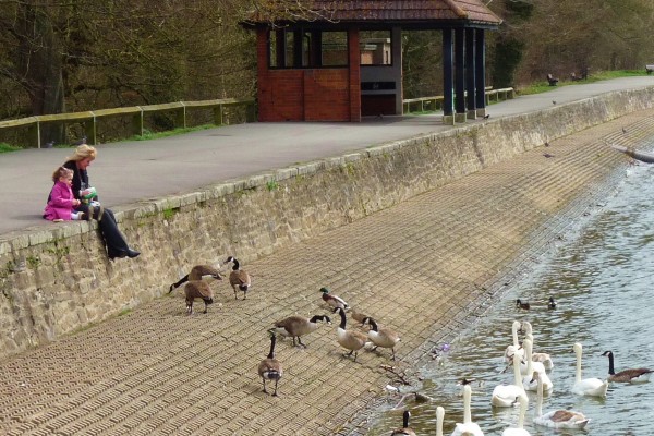 Feeding the ducks at Coate Water