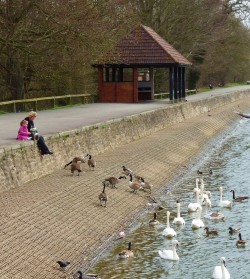 Feeding the ducks at Coate Water