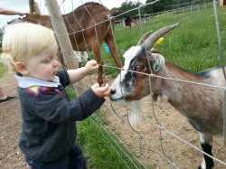 See the Animals at Cob House near Worcester