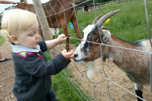 See the Animals at Cob House near Worcester