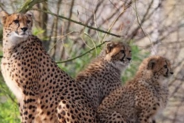 Colchester Zoo