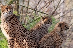 Colchester Zoo