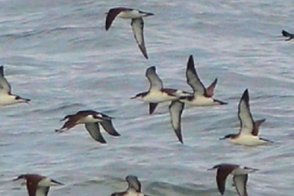 Image of seabirds flying low over sea