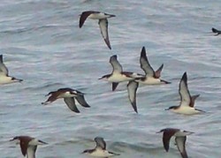 Image of seabirds flying low over sea