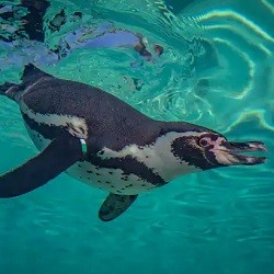 Directory of Zoos in England