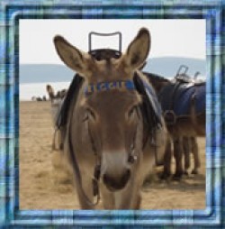 Enjoy a donkey ride on the beach front at Weston Super Mare