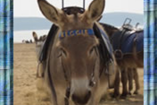 Enjoy a donkey ride on the beach front at Weston Super Mare