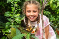Tropical Butterfly House