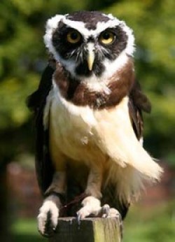 Exmoor Owl and Hawk Centre - Minehead