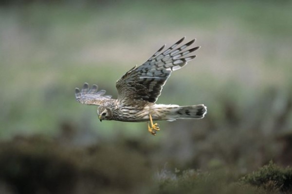 Family Days Out Caithness