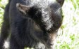farm-attraction-broomey-croft.jpg