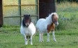 farm-attractions-warwickshire.jpg