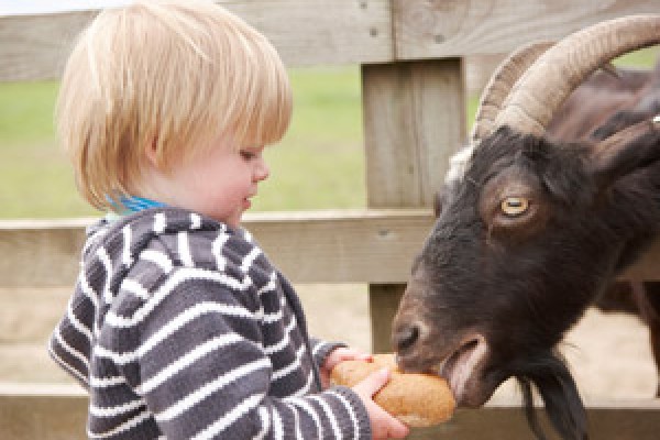 Piglets Adventure Farm in York