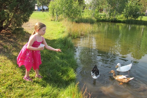 Reeding Ducks Croydon