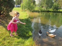 Reeding Ducks Croydon