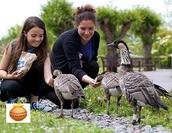 Feeding ducks Gloucestershire