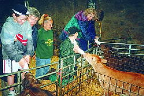 Foel Farm Park