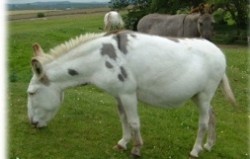 Freshfields Donkey Village, Buxton