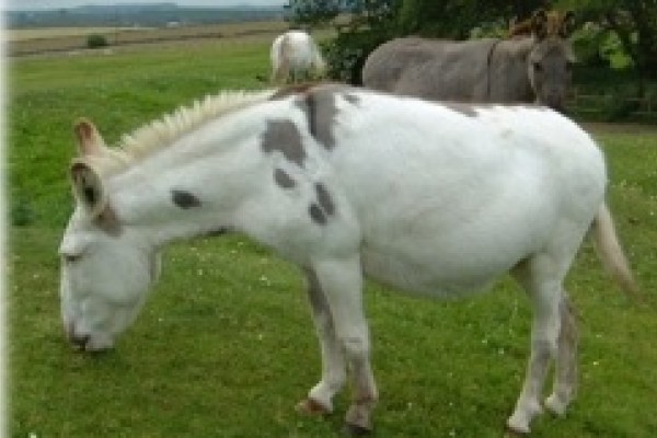 Freshfields Donkey Village, Buxton