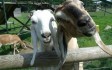 godstone_farm_goats.jpg