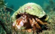 hermit-crab.jpg
