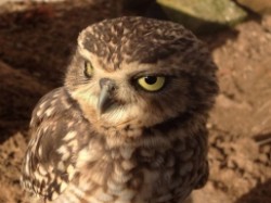 Falconry experiences in Northampton