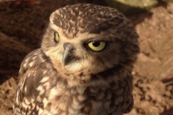 Falconry experiences in Northampton